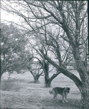 1956 Mrs Alex Kopinski Watertown Ranch Dog Apple Orchard Trees Animal 8X10 Photo