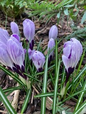 Ten Crocus 'Little Dorrit' Bulbs Ready to Plant (Free Postage UK)
