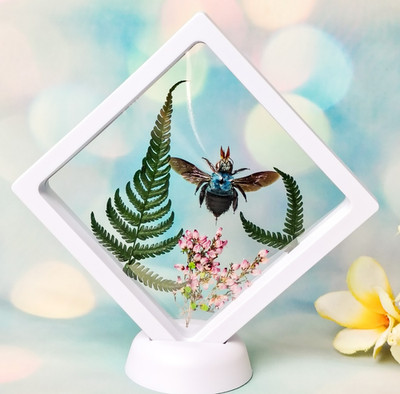 Blue Carpenter Bee Floating Frame Decor Entomology Taxidermy Oddities Curiosity