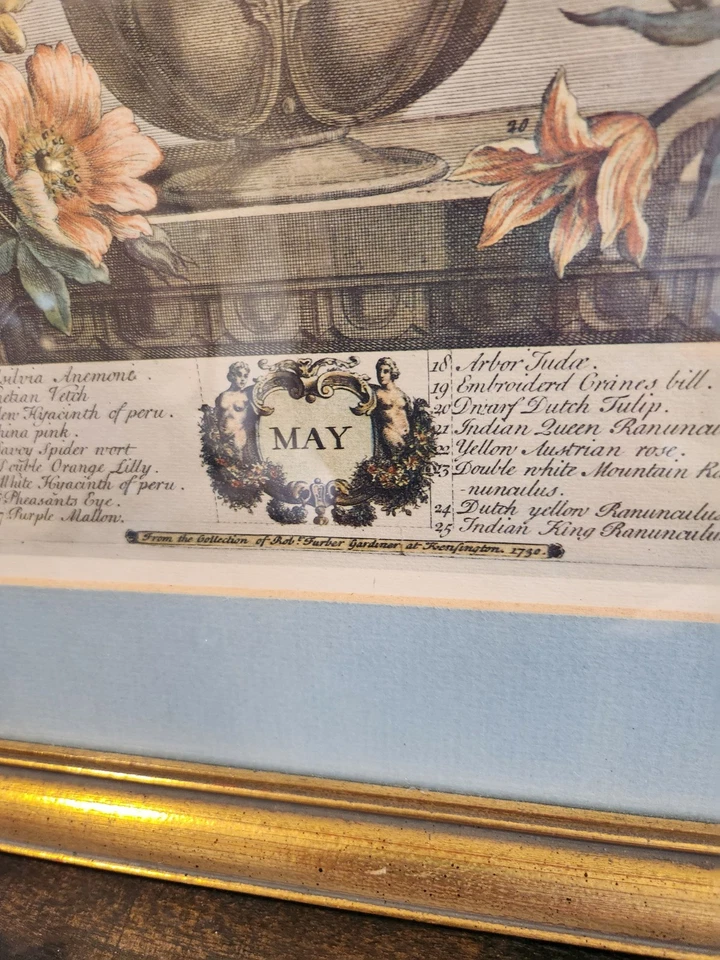 Robert Furber 12 meses de flores grabado botánico mayo mate impresión enmarcada Foto 2 de 4