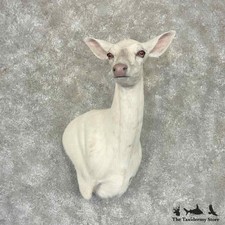 #32244 WC | Albino Whitetail Deer Doe Taxidermy Wall Pedestal Mount For Sale