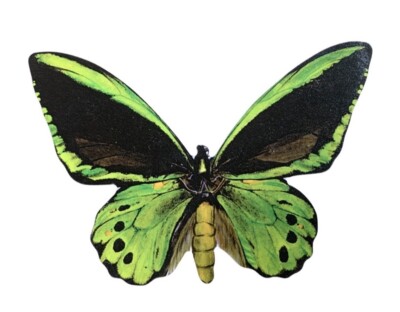 Cairns Vogelflügel Schmetterling Plakette - Cairns Vogelflügel Schmetterlinge BF19-P