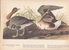 Audubon 1942 Vintage Birds #286 "White Fronted Goose" Full Color Art Plate Litho
