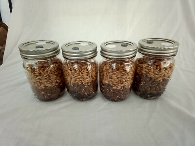 4 PINT Mushroom Jars READY ALL N 1 Sterilized Substrate Grain Grow Fast SHIP [A]