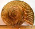 1.34lbs 5.3x4.5x1.6inchs LARGE FOSSIL AMMONITE BIG HUGE MADAGASCAR #126 — photo 3
