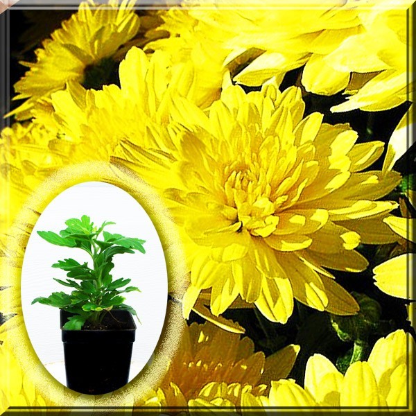 Yellow Chrysanthemum 2.5 in Pot