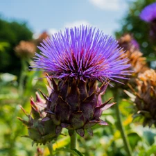 Cardoon Seeds 25 Cynara Cardunculus Vegetable Garden NON-GMO USA FREE SHIPPING