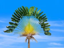 2 Giant TRAVELLERS PALM TREE Seeds Ravenala Madagascariensis Bird of Paradise