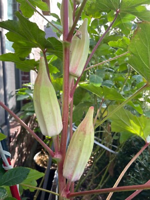 What is the germination time for Hill Country Red Okra seeds