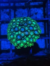 CE- WYSIWYG Iceberg Rainbow Goni Frag - Live Coral Frag LPS SPS #RZD7