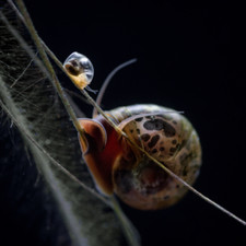 15 2 Black/brown Ramshorn Snail