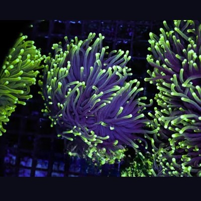 (Five Pack) Mystery Green Tip Torch 1-2 Heads - SAQ Coral Farm