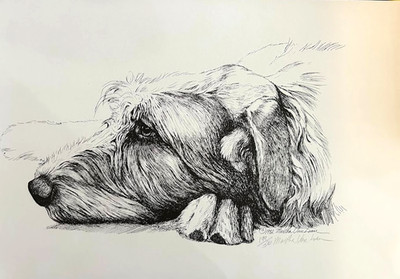 Irish wolfhound ltd  ed print study by Martha Van Loan 11 x17 signed & numbered