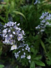 3 x Veronica gentianoides 9cm – Hardy Blue Perennial Plants