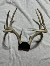 9 Point White Tail Deer Rack (13 and 1/2” spread)
