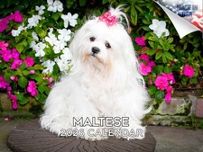 Maltese Dog Breed Calendar 2026 12x18 Made in USA