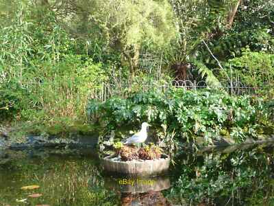 Photo 12x8 The lily pond, Morrab Gardens Newlyn  c2012