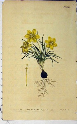 Alter antiker Druck handkoloriert Blume 1810 Edwards Curtis Sansom N.1292 19.