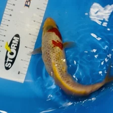 10 inch Kujaku Koi Kuronuma Black Swamp Koi Farms