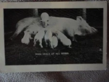 PostCard Piggies Piglet Pig Warm Meals at all Hours Henkle US Yards Vintage