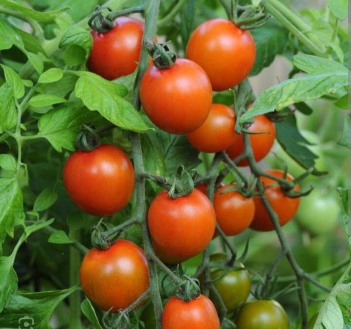 Orange Zinger Tomato 20+ Seeds (Cherry Tomato) Cherry Oval