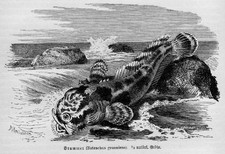 Froschwels Clarias batrachus Holzstich von 1892 FISCHE Wels Brummer