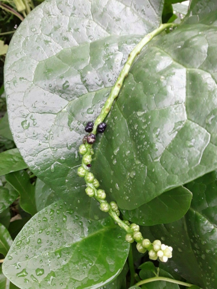 ASIAN VEGETABLE - Green Malabar Spinach Seeds - Ceylon Spinach - Hạt Mồng Tơi Xanh