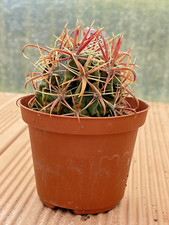 Ferocactus Latispinus vaso 10 pianta grassa cactus