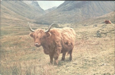 Hochlandrinder Glencoe Argyll Schottland Postkarte White Heather R. Matassa