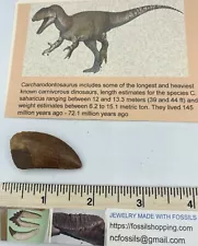 Carcharodontosaurus dinosaur CARCHARODON 1.5” AKA African TREX T REX CU3