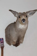 Mule Deer Head Shoulder Mount Taxidermy Mount Antler Hunt Whitetail Rack Hide