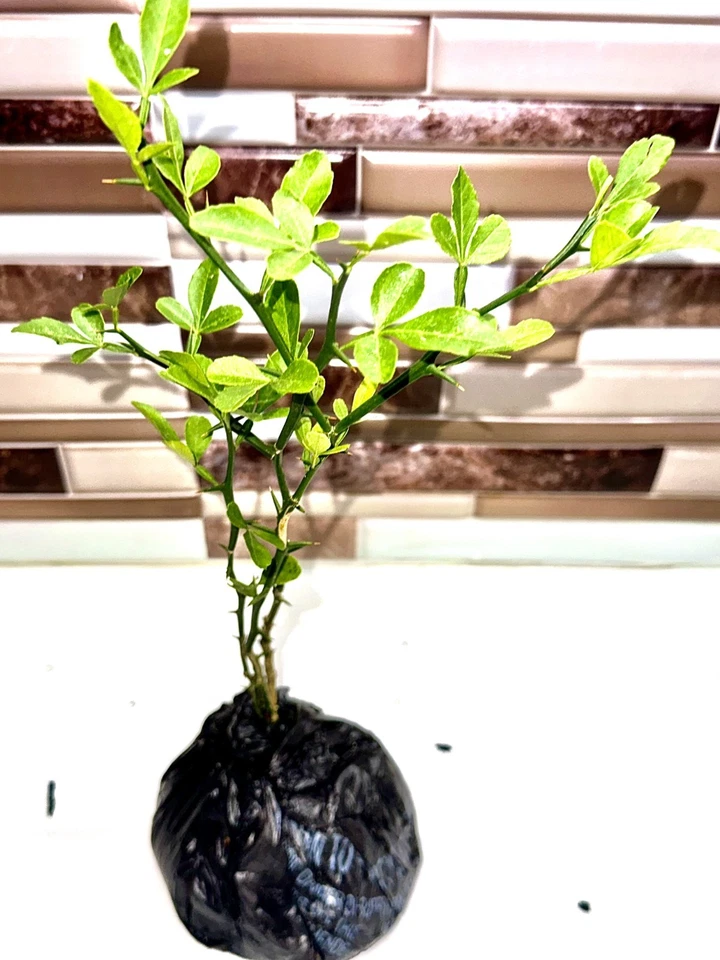 6" Presimmons Sapling – Rare Citrus Variety – Fully Rooted & Ready to Plant - Image 2 of 4