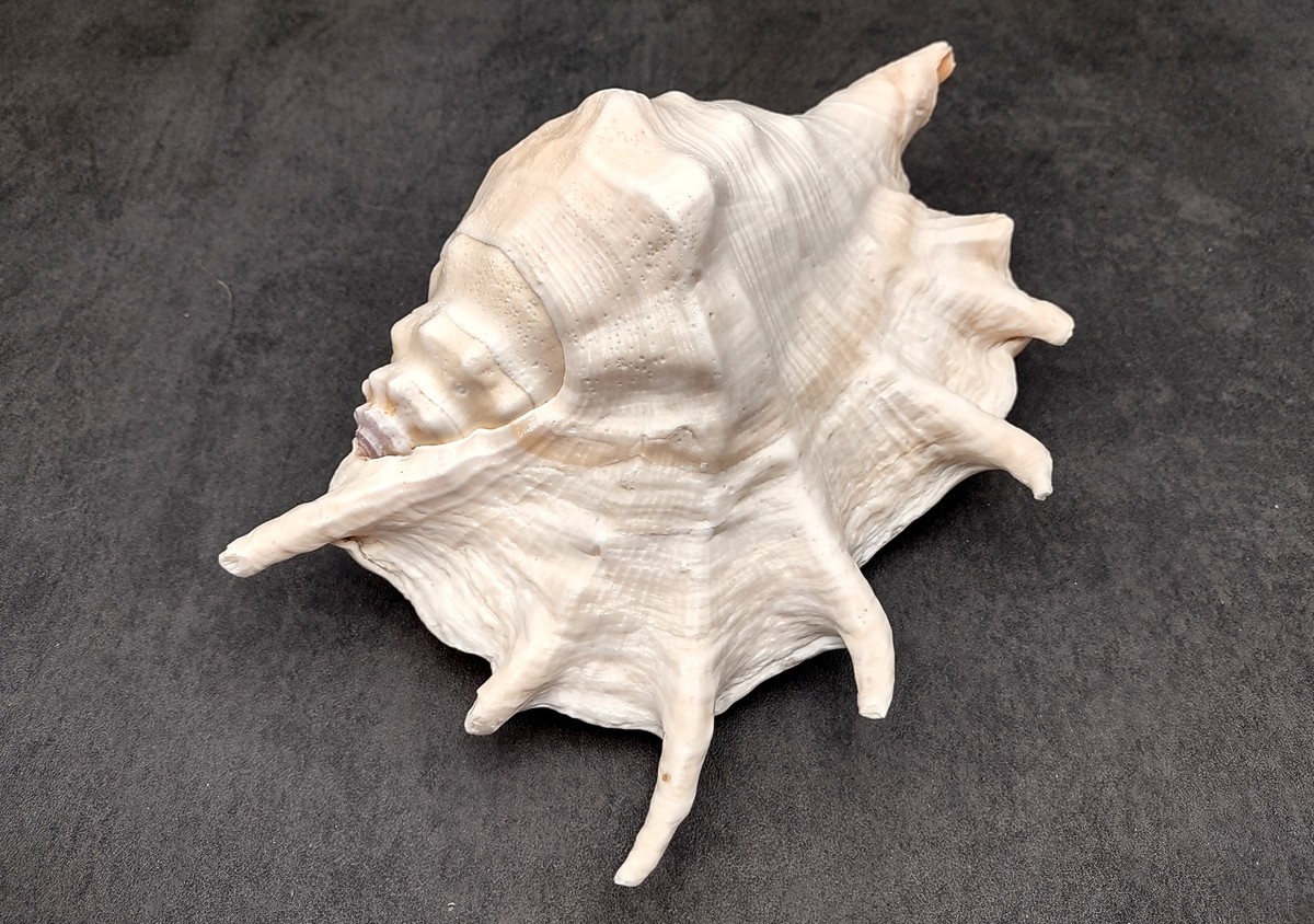 Giant Spider Conch Seashell XL Lambis Truncata (1 shell approx. 8+