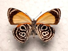 Diaethria clymena male spód Peru Nymphalidae motyle entomologia