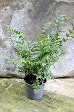 Cyrtomium fortunei (Japanese Holly Fern) 2 Litre Pot Hardy Evergreen