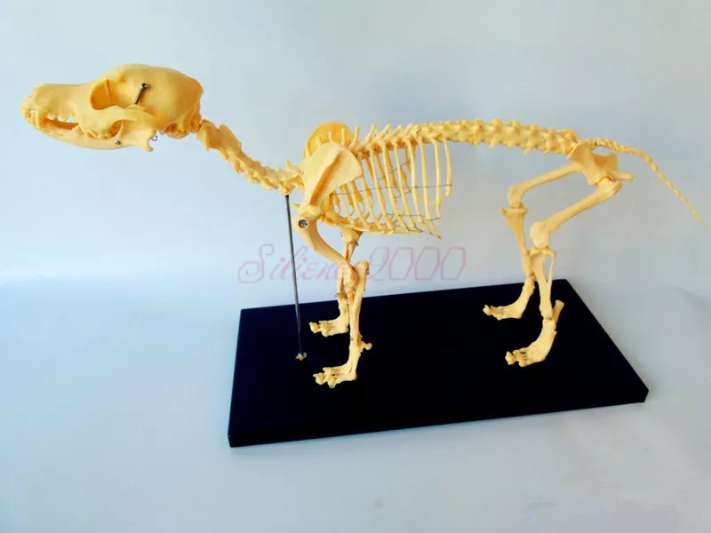 Skull bones of animals, Veterinary Anatomy