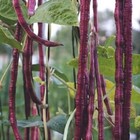 BEAN PURPLE MART YARD LONG SEEDS Vegetable Garden Chinese Asparagus Bean Seeds