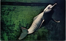Boutu Inia Geoffransis Dophin John G Shedd Aquarium Chicago Postcard