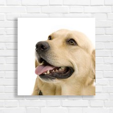 Labrador Retriever Portrait Exploring Labrador Canvas Print Large Picture Wall