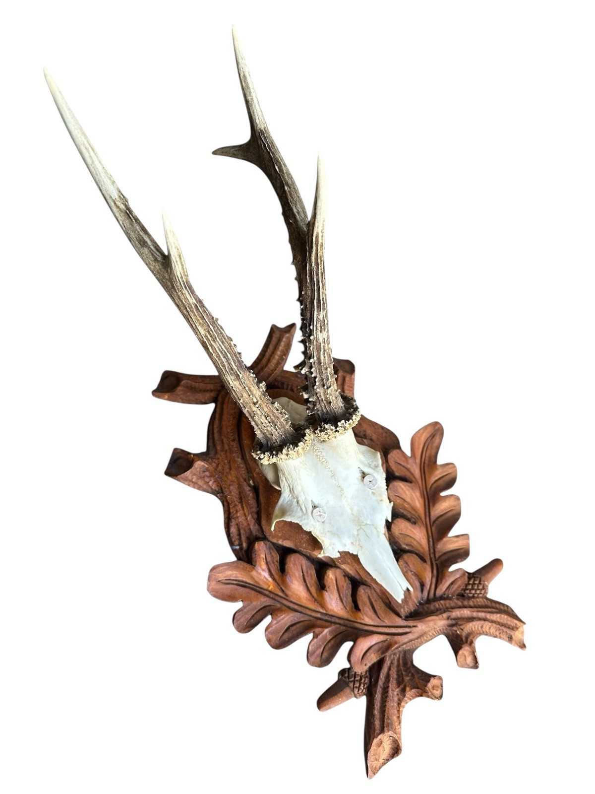 Roe Deer Trophy Black Forest Antlers rd191 Mount