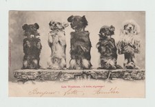 trained dogs. Cirque CPA 8186