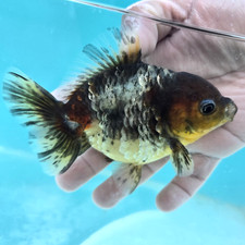 LIVE GOLDFISH GRAY TIGER MALE ORANDA 4.2" AAA In USA-EXACT FISH