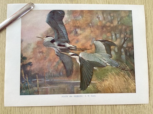 HERONS, Birds,  Colour Print