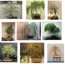 Ultimate Willow Bonsai Bundle - 9 types of Willow Bonsai Material - Exotic, Rare