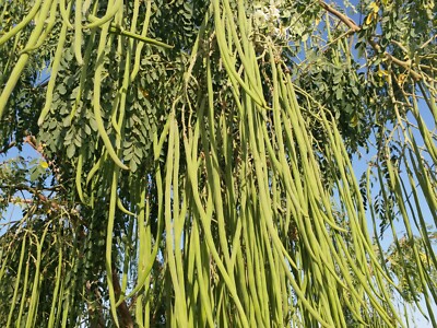 Moringa Wild Seeds  Heirloom Drumstick Tree, Non-GMO, 10+ Seeds | eBay