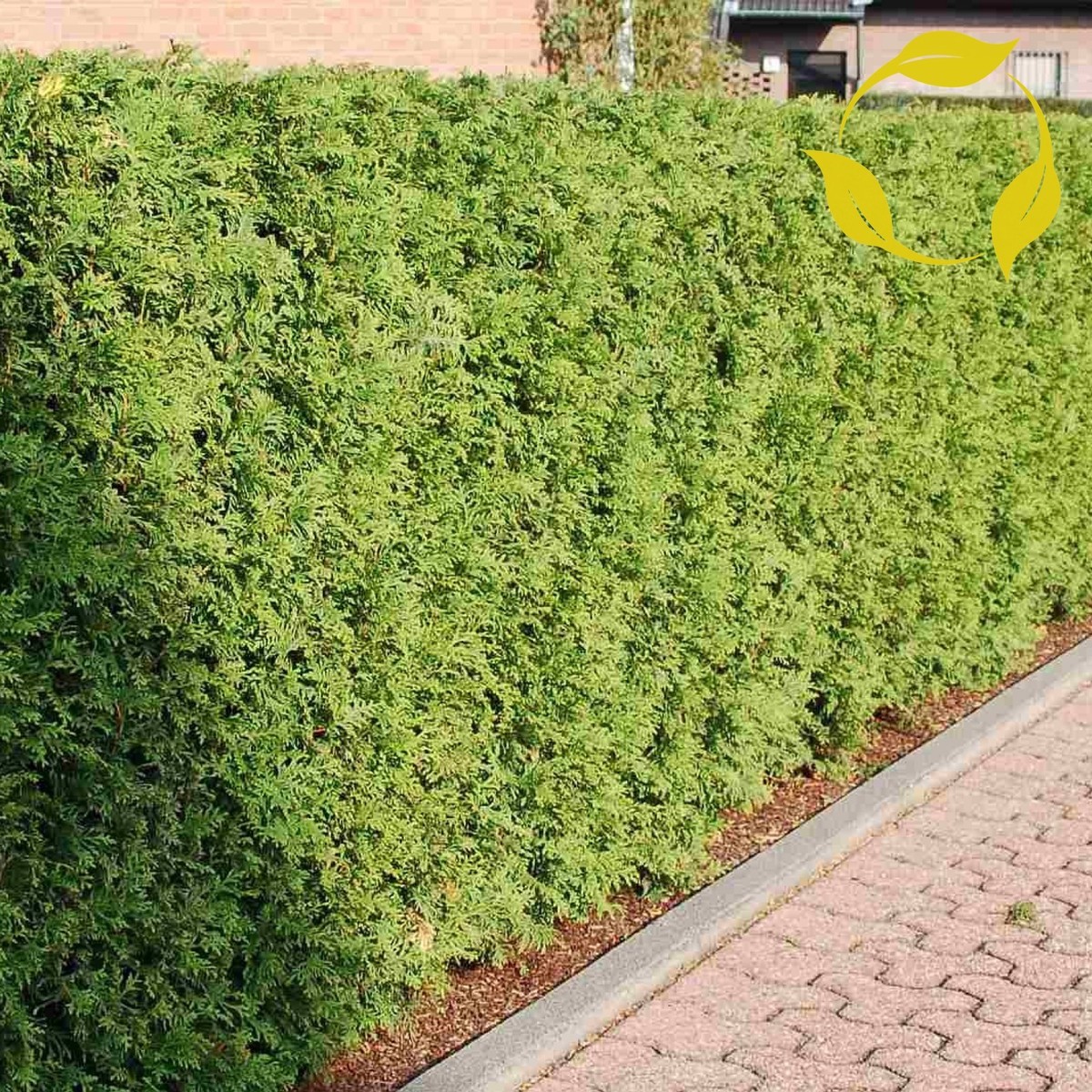 NORTHERN WHITE CEDAR Thuja Occidentalis - 250+ SEEDS | eBay