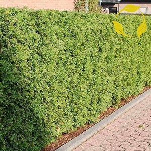 Thuja Seeds | eBay