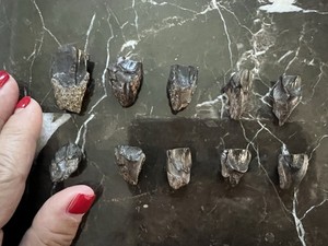 (10) Triceratops Shed Teeth-dinosaur fossil