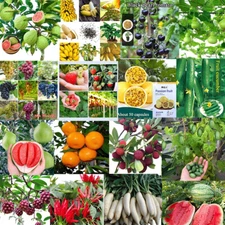 Wholesale Various Fruit S-e-e-d-s ,Guava,Banana,Watermelon,Cucumber,Orange,,etc