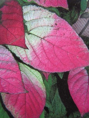 2er Paket - Actinidia kolomikta - Mini Kiwi (1 weibl. +1 män.) - Pflanze 30-50cm